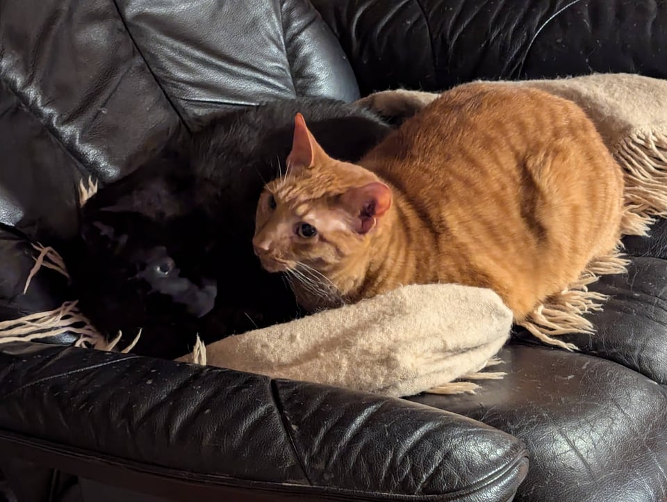 A big black chair holds two cats, a black cat in the shadows and an orange cat looking alertly at the camera