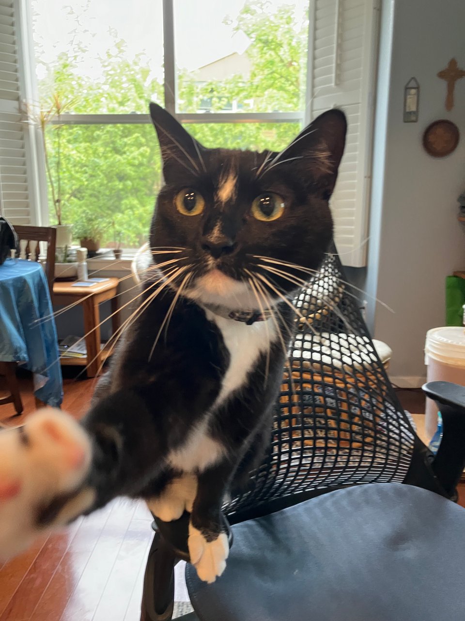 Mira the cat, who is the cutest cat in the world, is trying to take my phone from me.