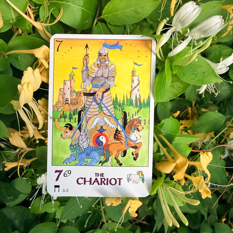 The Chariot from the Parrott Tarot nestled in fragrant honeysuckle