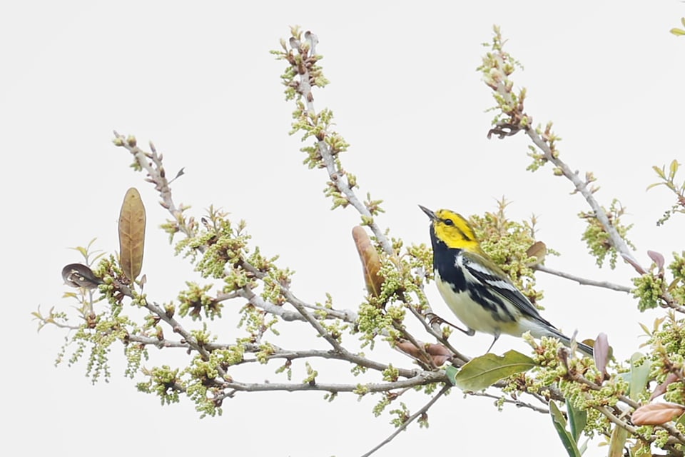 A yellow and black warbler on some branches against a white background