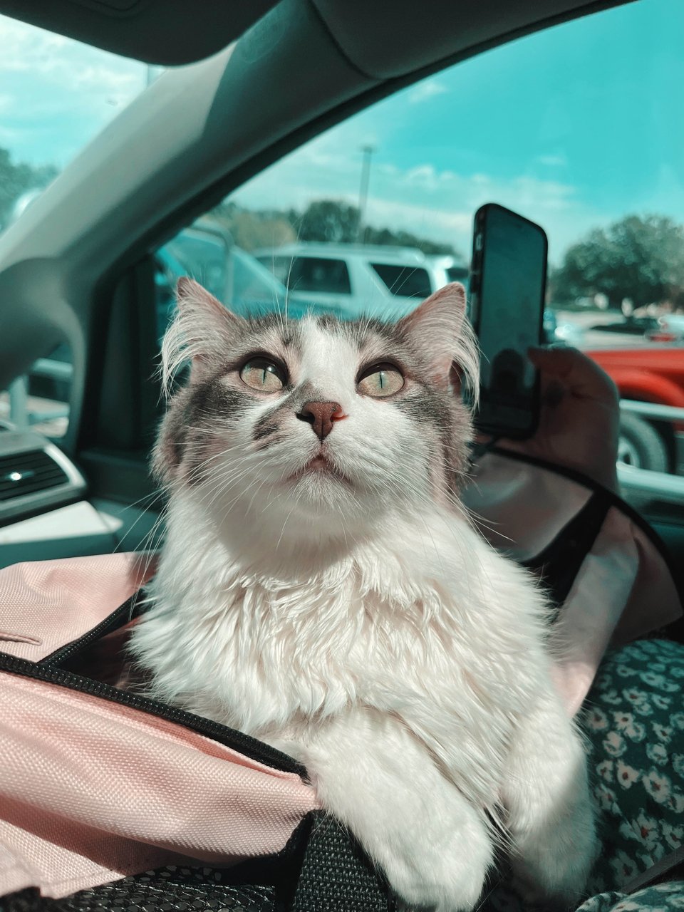 Scampi hangs out of her pink carrier in the passenger seat of the car and looks up through the sunroof