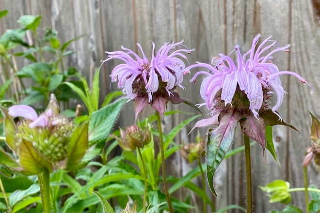 This week: A Spring-Blooming Bee Balm