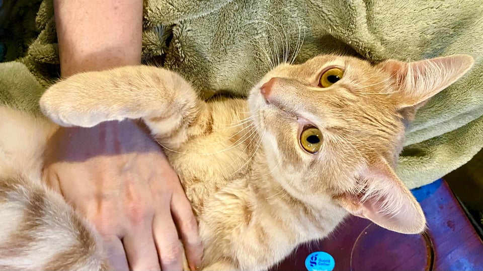 An orange kitten laying comfortably on his back, with a white hand on his tummy, against a green blanket and dark wood.