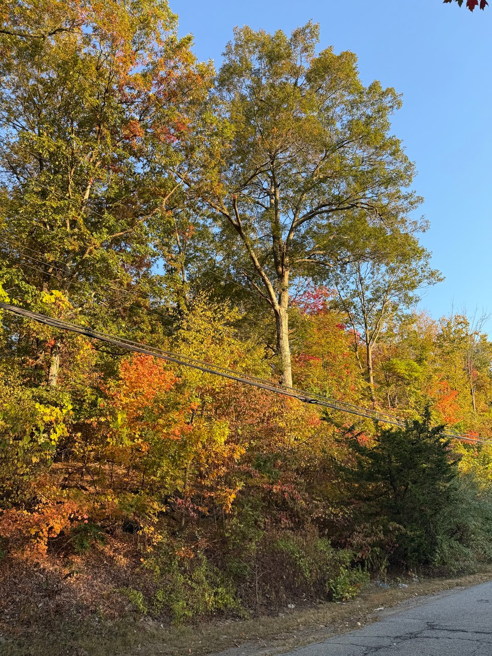 photo of morning sunlight illuminating the turning autumn trees