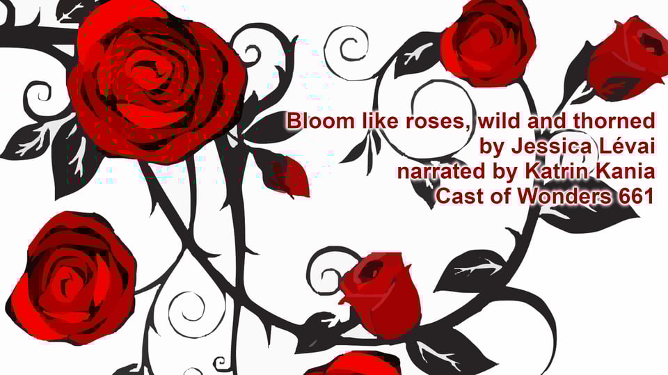 Drawings of red roses. Over that, the text "Bloom like roses, wild and thorned" by Jessica Lévai. Narrated by Katrin Kania. Cast of Wonders 661.