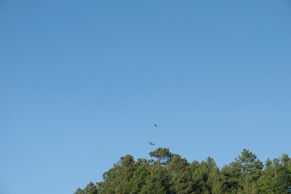 A photograph that is mostly clear clean blue sky, the bottom third is partially the tops of sun-bright evergreens. Just above their  tops, a crow is harassing a hawk, their distance making their shapes simple.