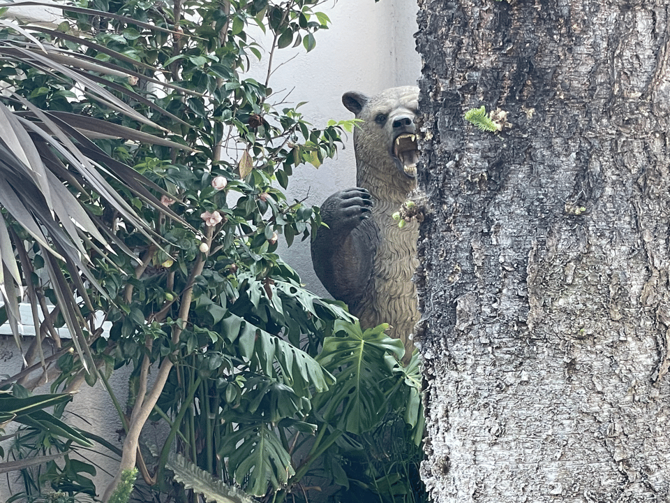 A bear statue in a front lawn lurks behind a tree