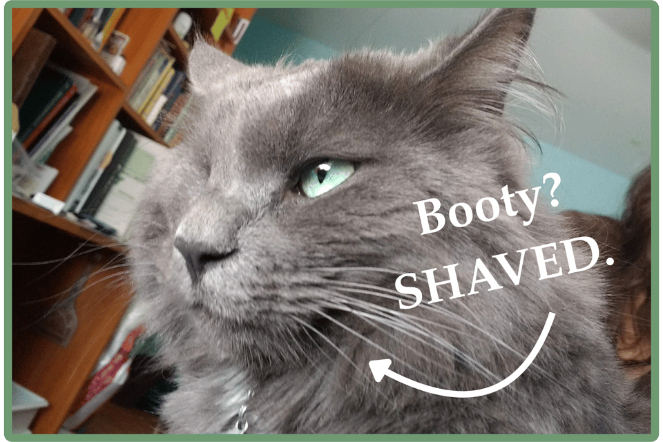 A photograph of a beautiful and handsome grey cat with one eye, who is absolutely my favorite son.