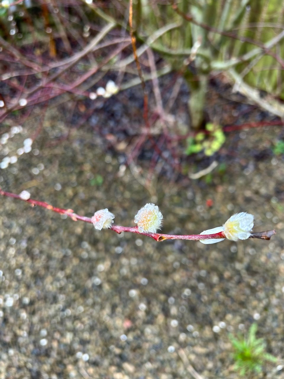 A bright white fluffy willow bud is drenched with raindrops. Image by Rowan Ambrose.