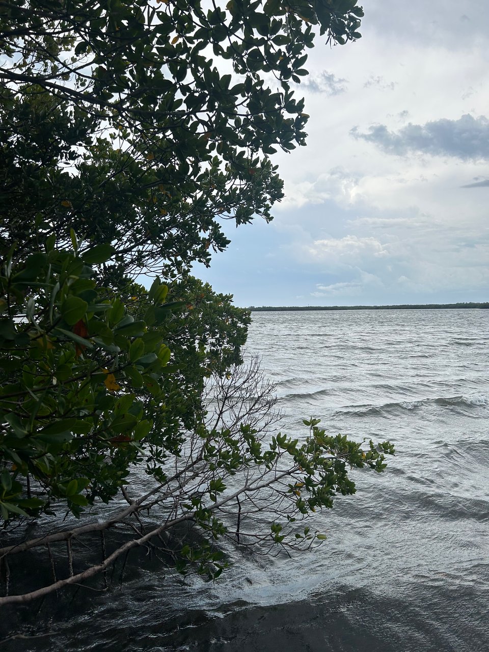 Reflection #48 These Later Years