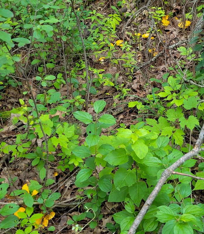 And speaking of yellow … here’s a trail of gold: Chanterelles growing along a park trail in July. If conditions are just right — warm with plenty of rain (so far, so good, at least in late June) — we’ll get a bumper crop of these choice edibles this year, as we did in summer 2024. / Photo by Pamela Miller