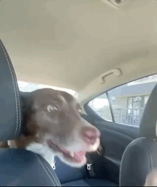 A dog is offered an ice cream cone to lick, and instead takes the entire ice cream scoop and can barely contain it in her mouth.