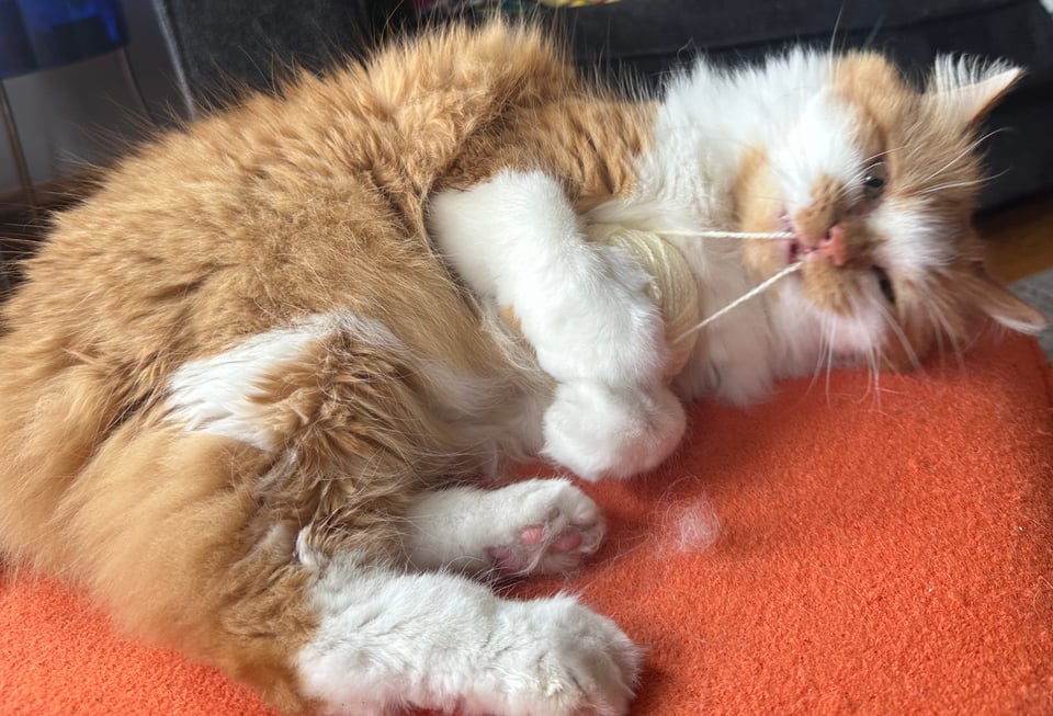 A fluffy orange and white kitty reinforcing damaging stereotypes by playing with a white ball of yarn