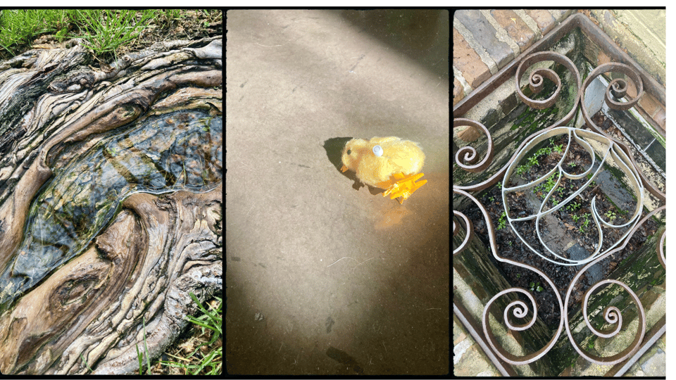 3 photos in a grid. from L-R: the exposed roots of a tree forming a cup for rainwater; a wind-up chick toy laying on its side on a concrete floor; an iron grille over a garden-level patio grown over in bright green weeds.
