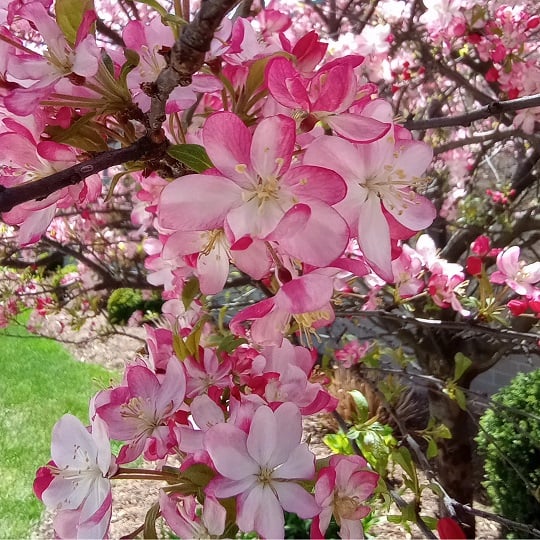 close up of clusters of five-petaled pink flowers on a tree in bloom, darker pink at the edges and pale to white in the middle