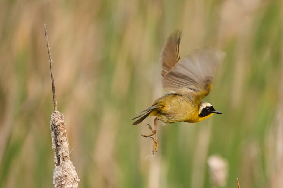 Yellow warbler with a black facemask takes off from a reed