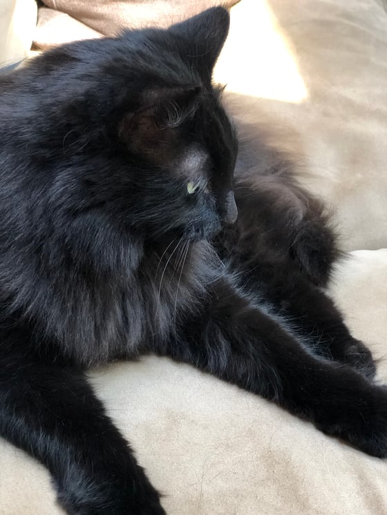 a black cat laying on a couch