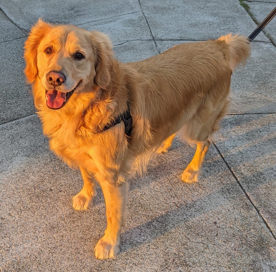golden dog, golden hour.jpg