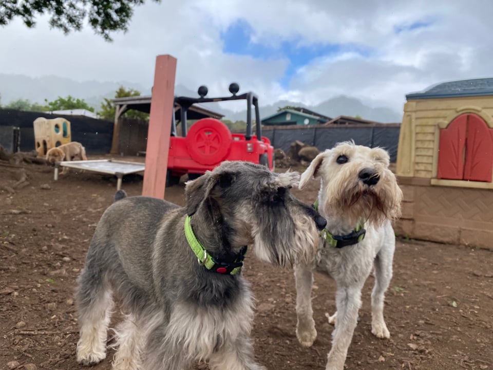 In the background, outdoors, various play equipment. Foreground: two schnauzers. One is a dignified salt and pepper schnauzer. The other is Finn, a white schnauzer. Finn, as we know, is rarely dignified, and in this case, as usual, he is staring toward the camera operator with an expression of "WHY AREN'T YOU PATTING ME?".