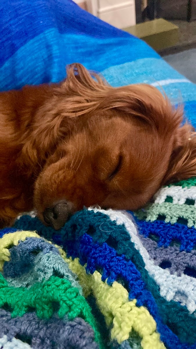 A cute dog sleeping on a blanket.