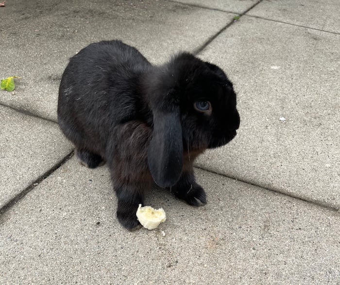 a black rabbit with blue eyes with a piece of banana in front of her on the sidewalk