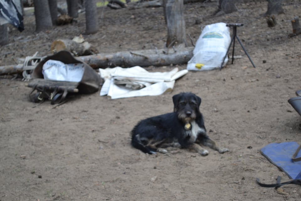 A large, scruffy black and white dog flopped on the dirt ground, looking at the camera. He is surrounded by a variety of disorganized camping gear.