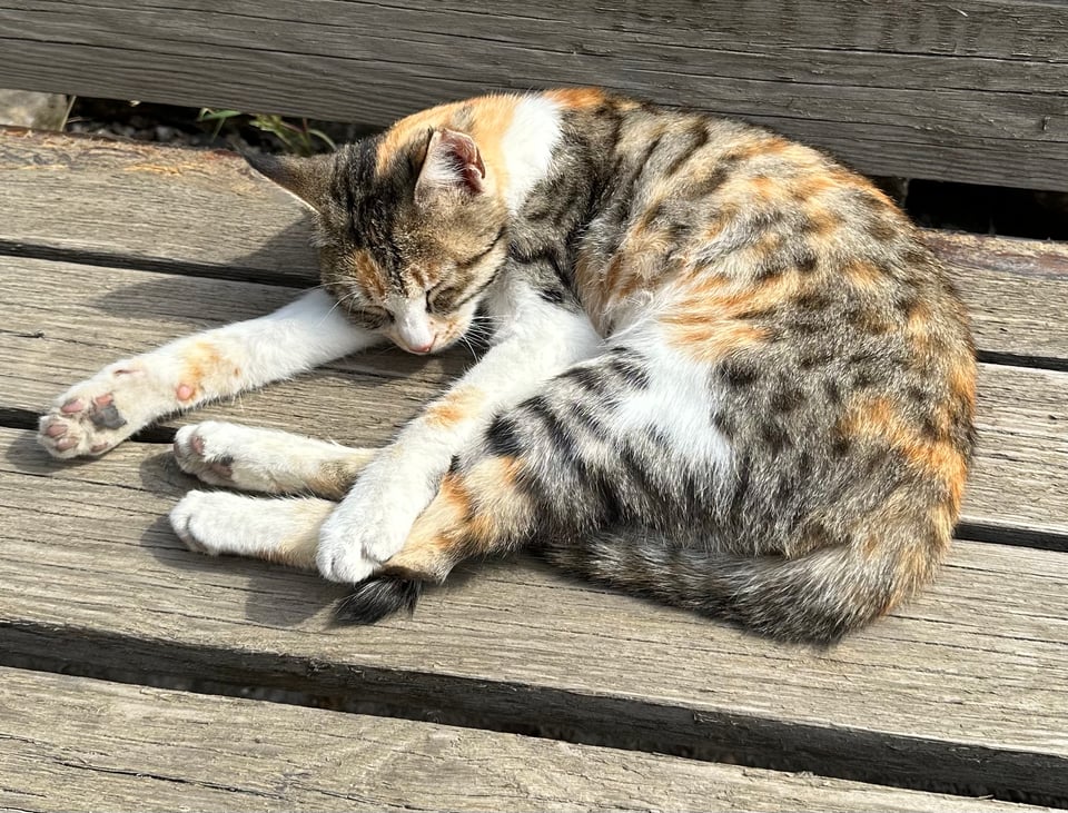 a beautiful spotted calico sleeping in the sun