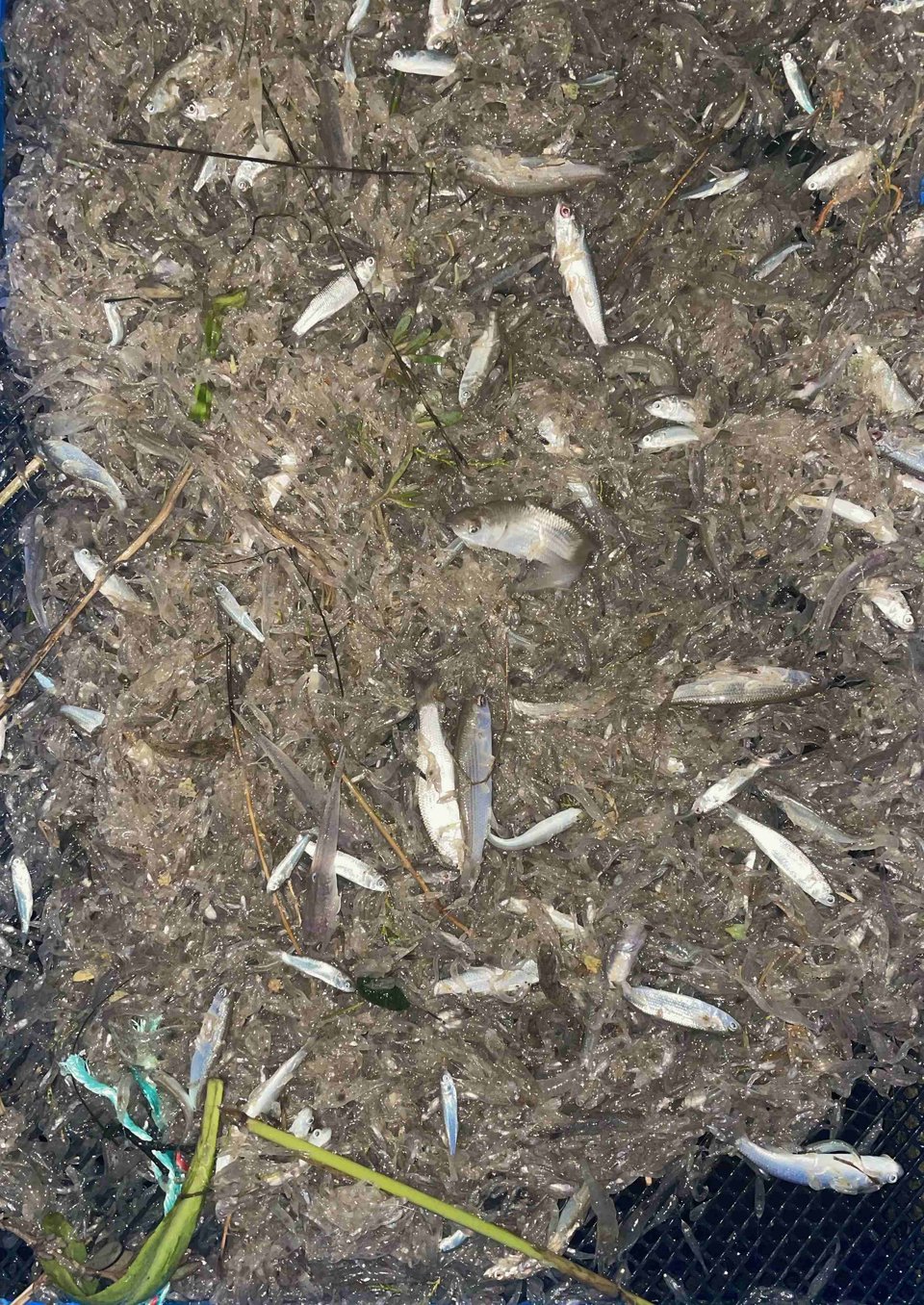 Un tamis à civelle peut capturer un très grand nombre de larves et d'alevins qui bien souvent sont détruits, car remis à l'eau trop tard.