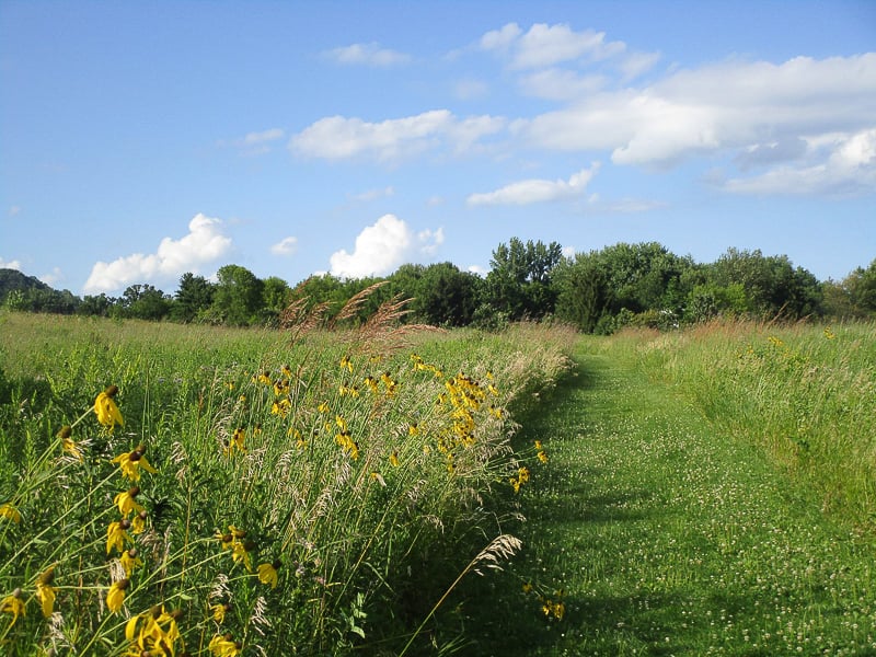 A Frontenac State Park prairie trail in August. / Photo by Pamela Miller