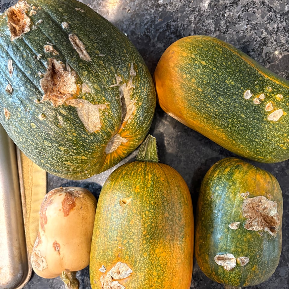 pumpkins with scarred over bite and claw marks