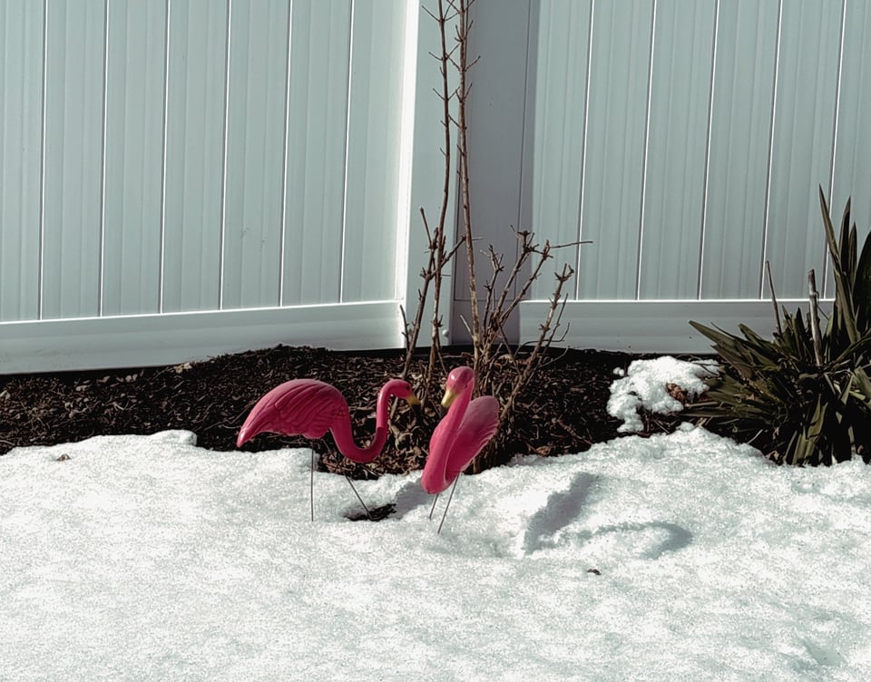Two plastic pink flamingos in a yard in the snow