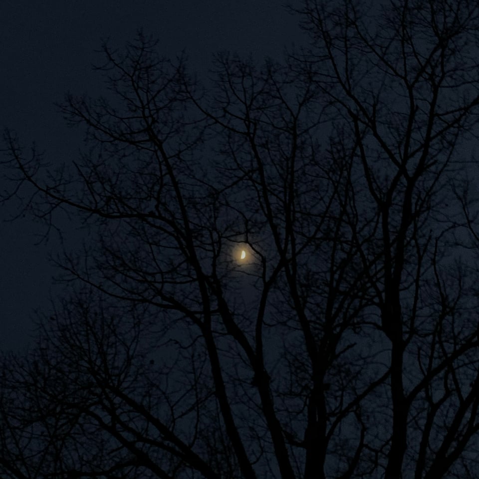 Moonlight through tree branches.