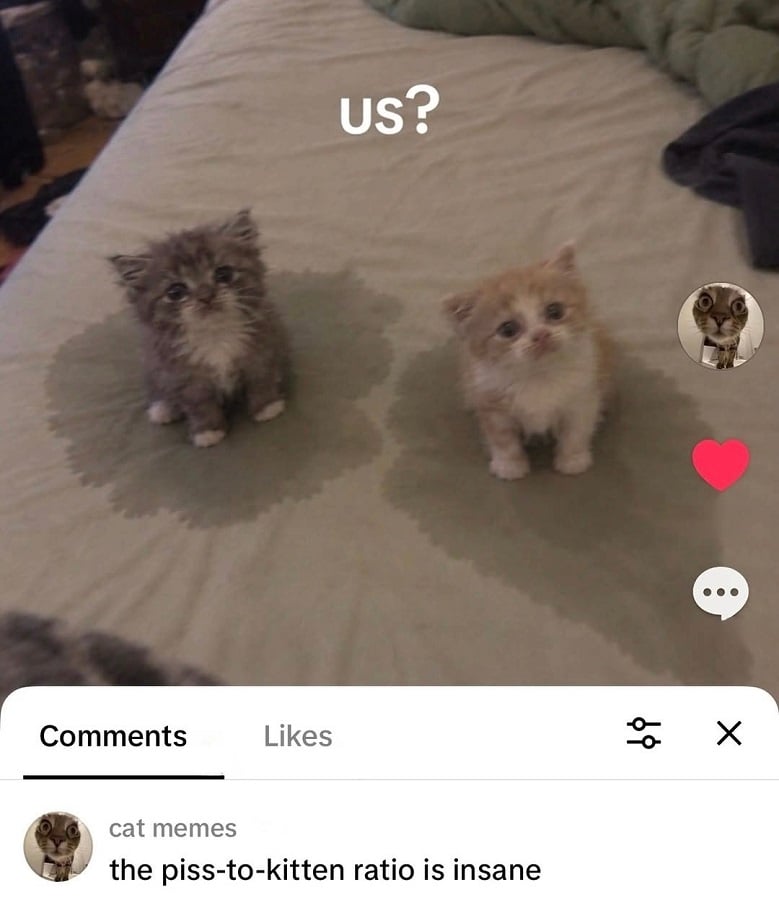 A photo of two TINY baby kittens, all scruffy looking, staring up towards a person with big eyes and frowns. They are sitting on a bed, with large patches of piss spreading out through the sheet beneath them.
Comment beneath says: the piss-to-kitten ration is insane