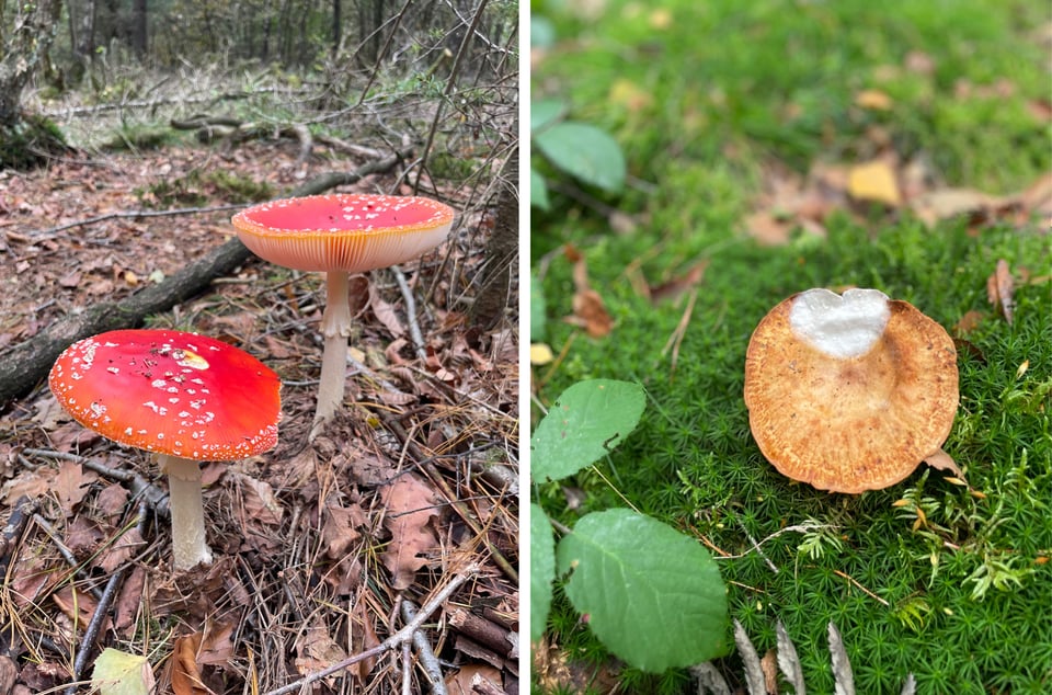 Two pictures are side by side. The left hand picture shows two red capped mushrooms. The right shows a large beige mushroom with a torn top that makes it look as though there is a white heart.