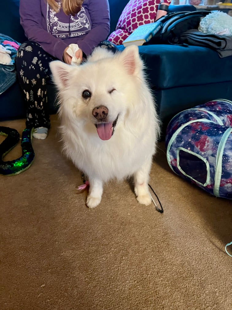 My dog, the pretty little cloud, stands grinning on the carpet in front of a blue couch, where his mother is clearly trying to play with the cat, an activity he has decided to ruin. It's okay, because he's beautiful.