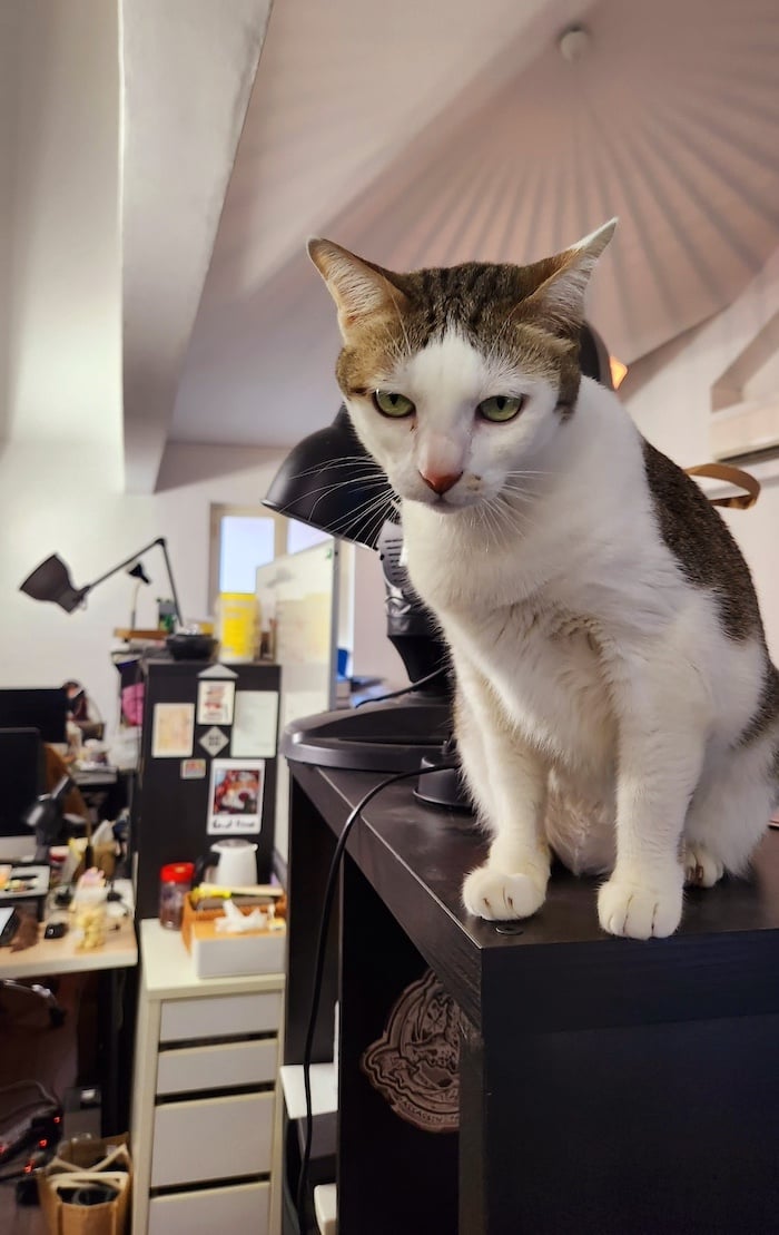 A photo of Calibri, Sing Lit Station's cat