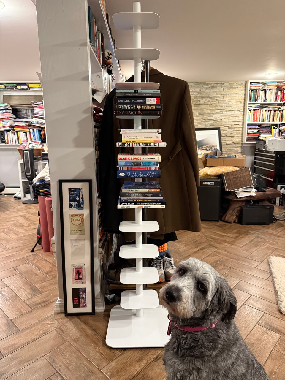photo of gray aussiedoodle sitting on a tile parquet floor looking at the camera, with a white bookshelf behind her, where the books are stacked on their backs, rather than standing