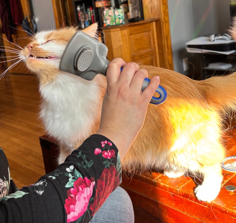 A fluffy orange kitty getting his delicate face brushed