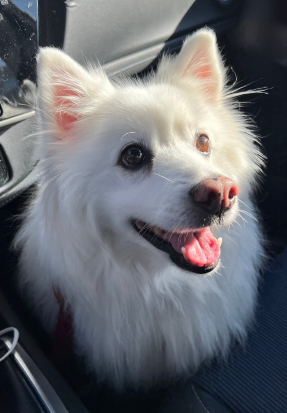 A picture of my wonderful Milo, sitting in the seat well of my car, his pink ears alert and soulful brown eyes looking up and away from the camera as he smiles. His pink snout looks so boopable.
