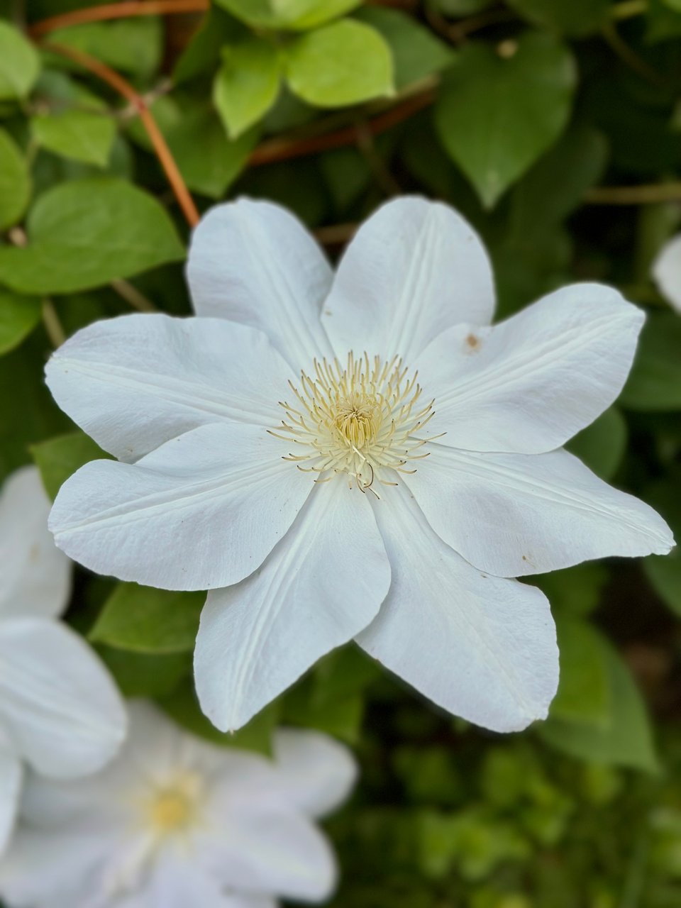 photo of white flower with yellow filaments, against a background of green leaves
