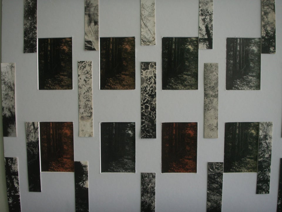 Test photo prints treated with botanical ink, part of Amar Lal's presentation at "Respond to Tree," curated by Robin Milliken at Oakland's Confloptus.