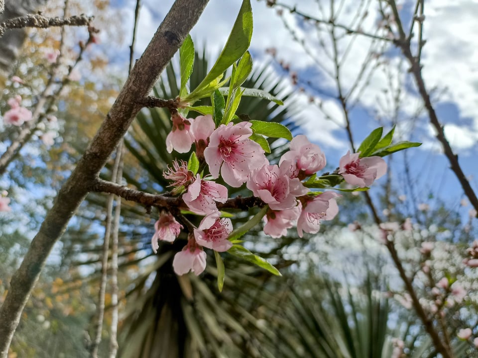 Pink flowers in a twig of a peach tree with a blue sky in the background