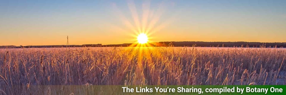 Sun rising over a wheat field, like a promise of better health in the week ahead.