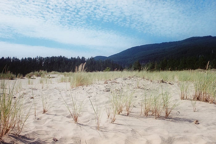 A photograph of a beachgrass-strewn expanse of sand. In the near background is a thick stand of evergreens, which roll away into the distant hills, under a netted cirrocumulus cloudy sky.