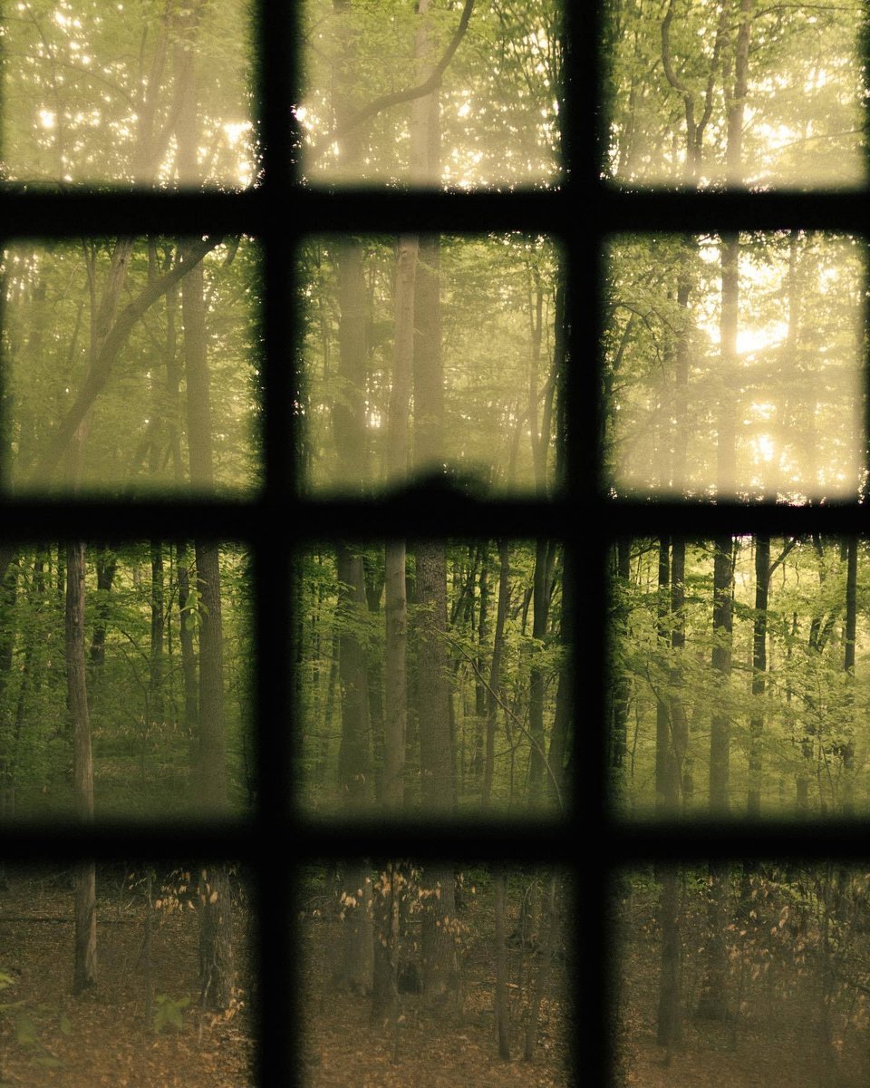 The forest as seen through fogged-up window panes.