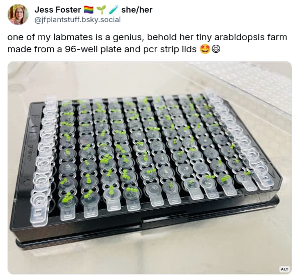 Jess Foster posts "one of my labmates is a genius, behold her tiny arabidopsis farm made from a 96-well plate and pcr strip lids", and an image of well-regimented arabidopsis seedlings behaving themselves in a tray.