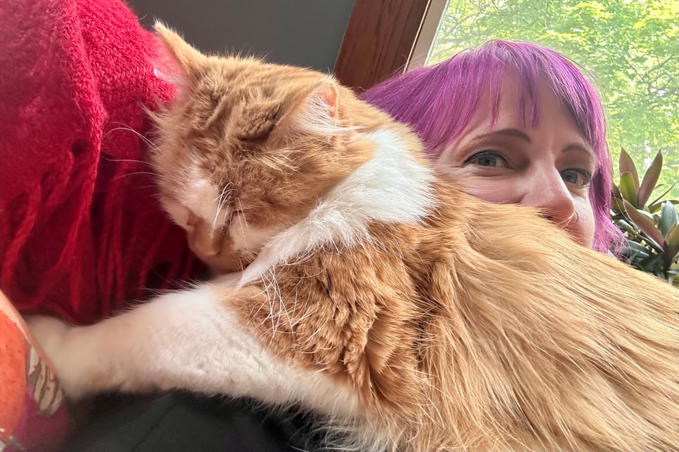 a fluffy orange and white cat sprawled on and smothering the artist