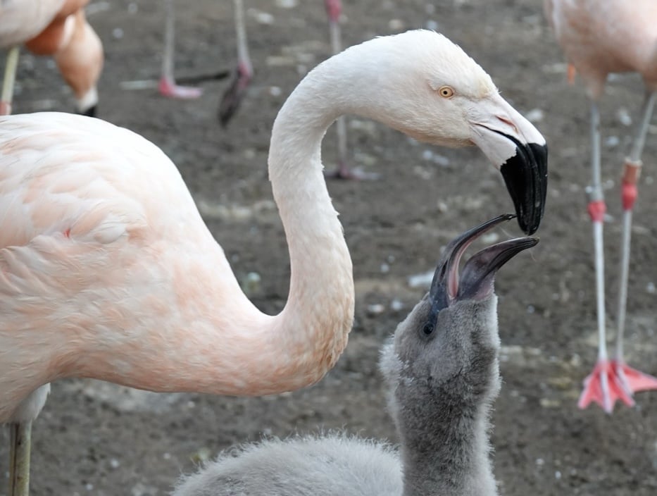 A Chilean flamingo feeding her chick. From Wikipedia.