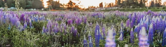 A field of vertical purple flowers, with the sun rising in the distance between trees