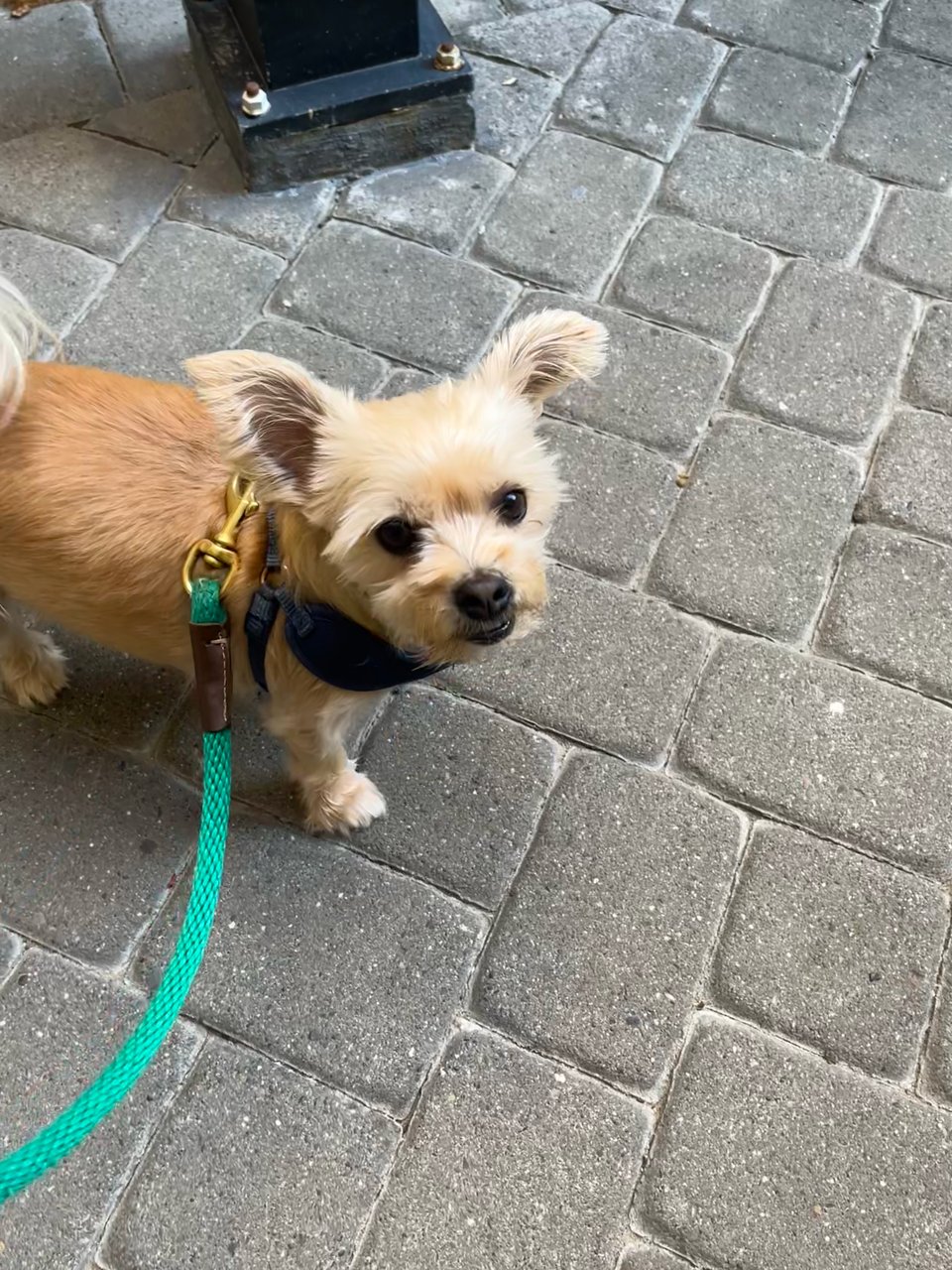 Sushi, a blonde Yorkie/Shi Tzu mix, stands on a sidewalk. The image is shot from a high angle